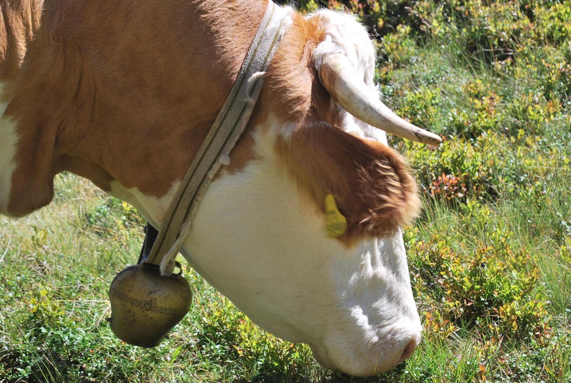 Biohof Seidl Daire Bad Kleinkirchheim Dış mekan fotoğraf