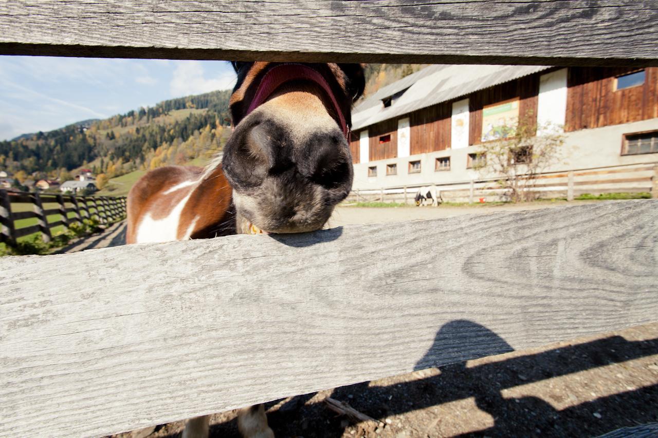 Biohof Seidl Daire Bad Kleinkirchheim Dış mekan fotoğraf